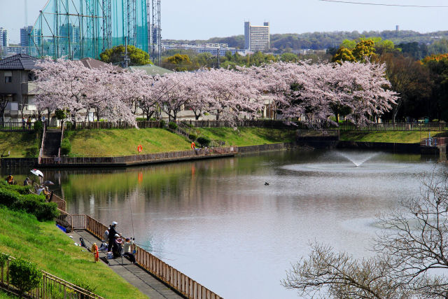 泉北ニュータウンの桜・#3