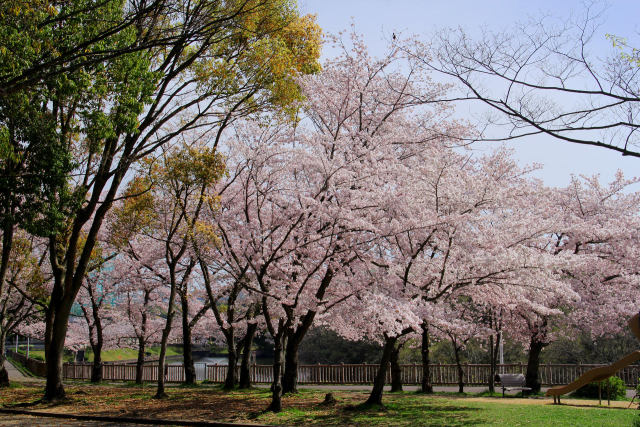 泉北ニュータウンの桜・#4