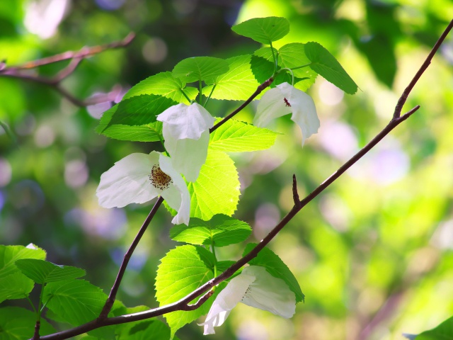 ハンカチの花