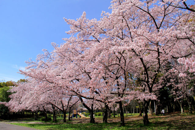 泉北ニュータウンの桜・#5