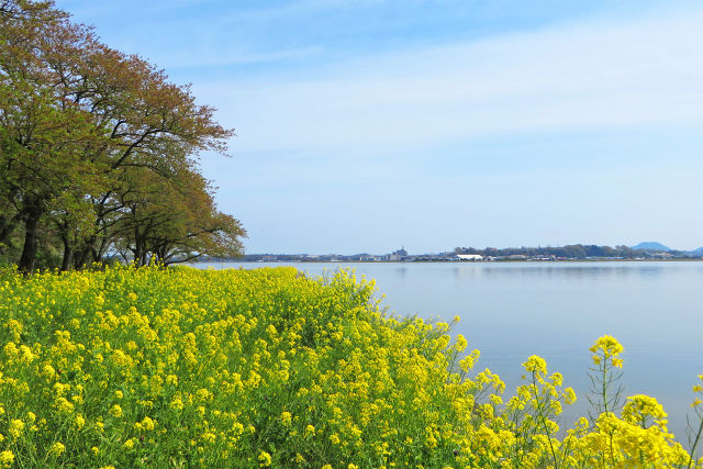 穏やかな春の湖山池2