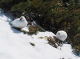 立山のつがい