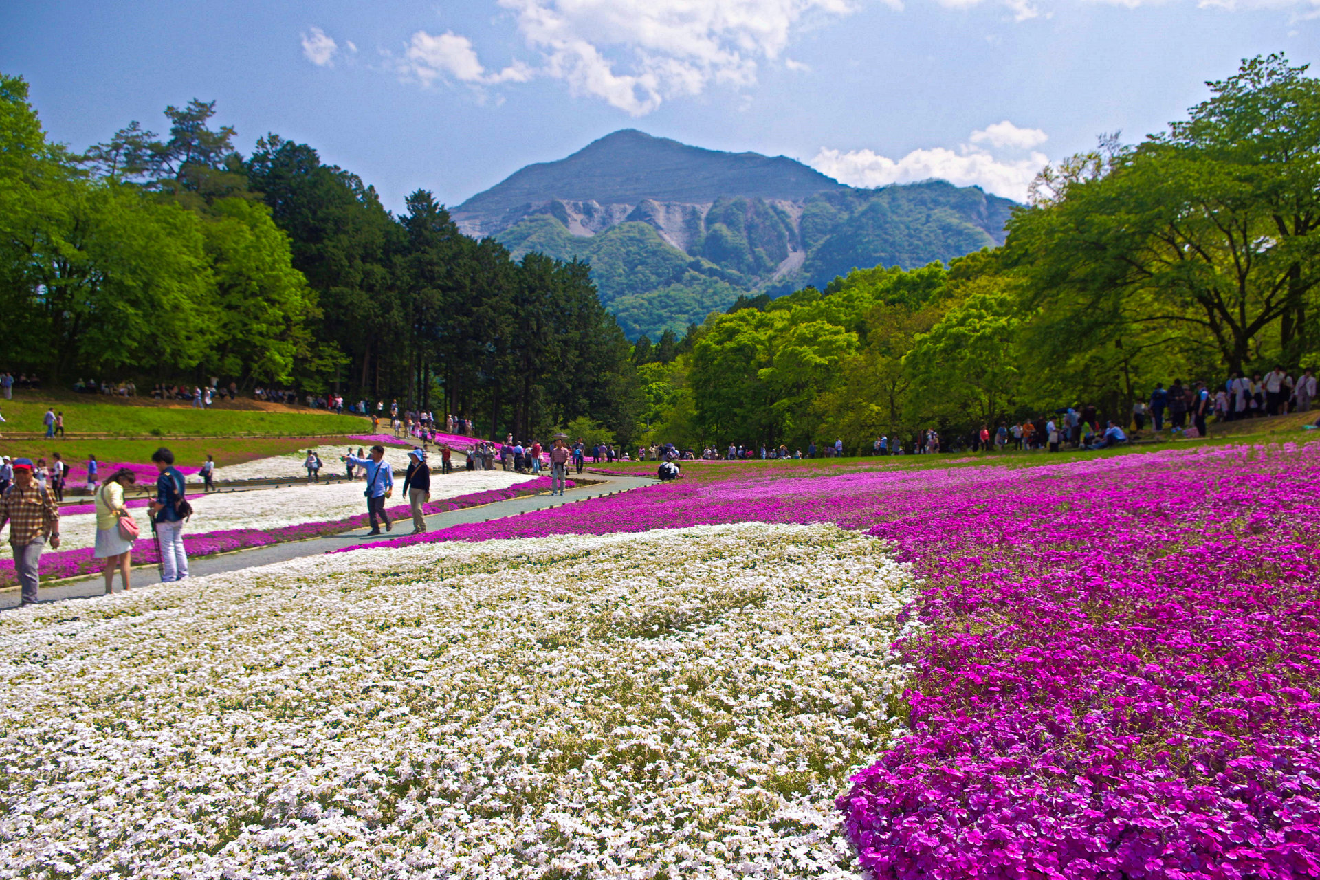 日本の風景 秩父 羊山公園の芝桜 壁紙19x1280 壁紙館