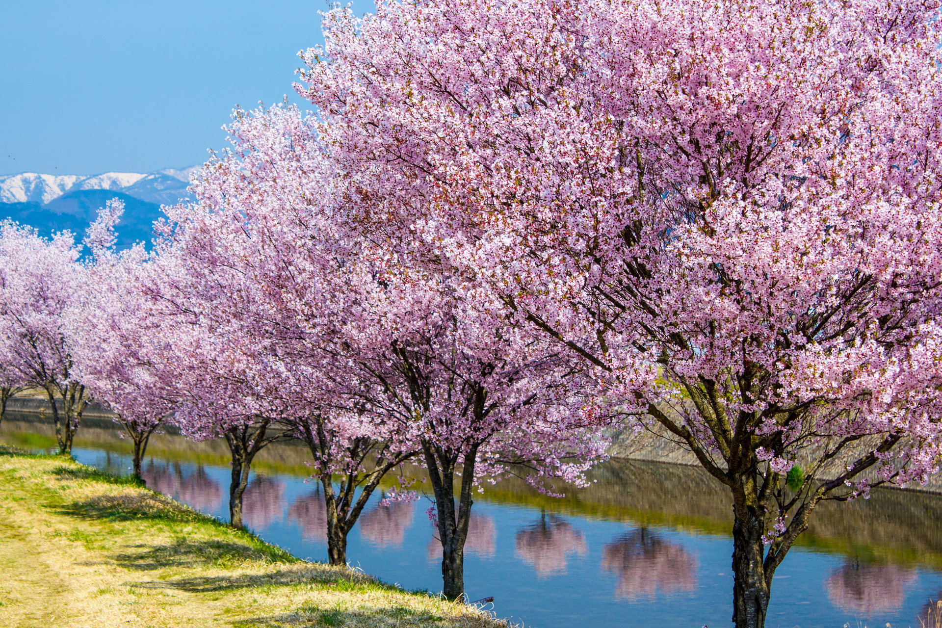 花 植物 川沿いの桜並木 壁紙19x1280 壁紙館