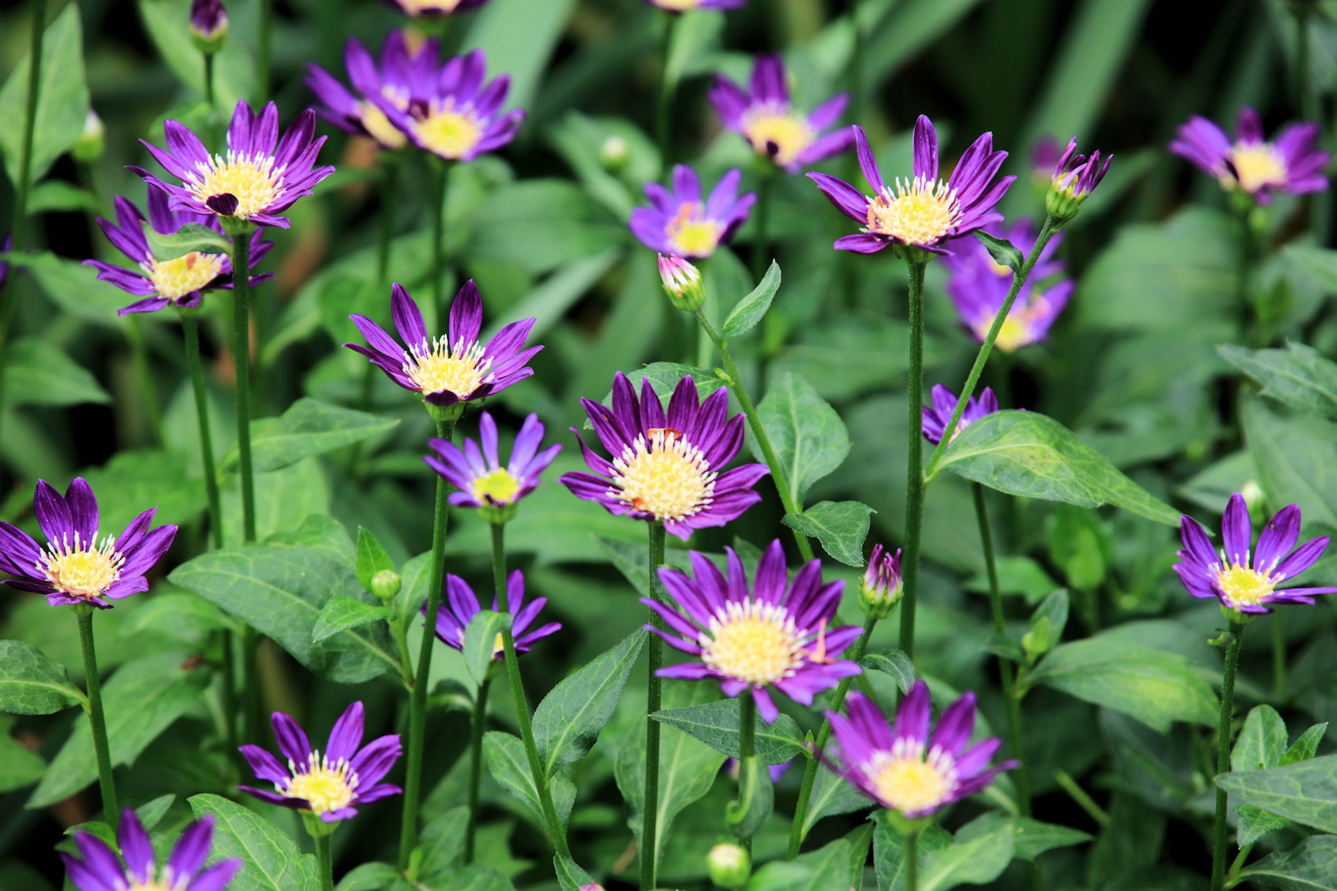 花 植物 ミヤコワスレ 壁紙19x1280 壁紙館