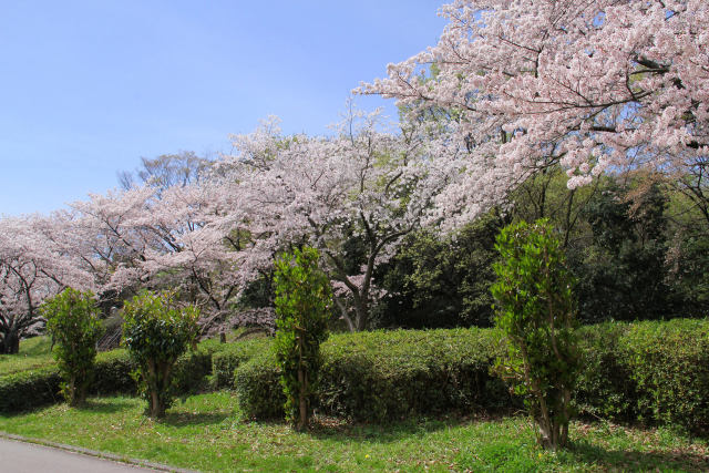 泉北ニュータウンの桜・#7