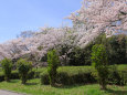 泉北ニュータウンの桜・#7