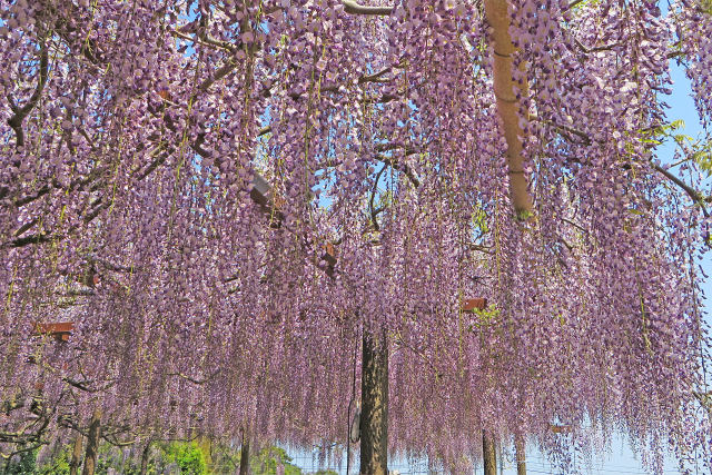 藤の花/住雲寺