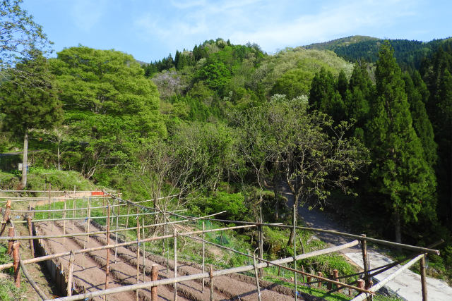 春の山里/準備進む葉わさび畑