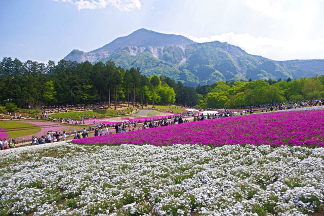 武甲山と芝桜