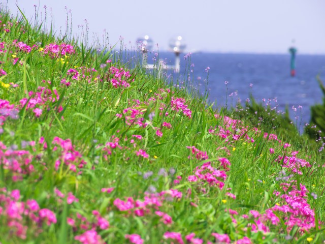 散歩道の花たち