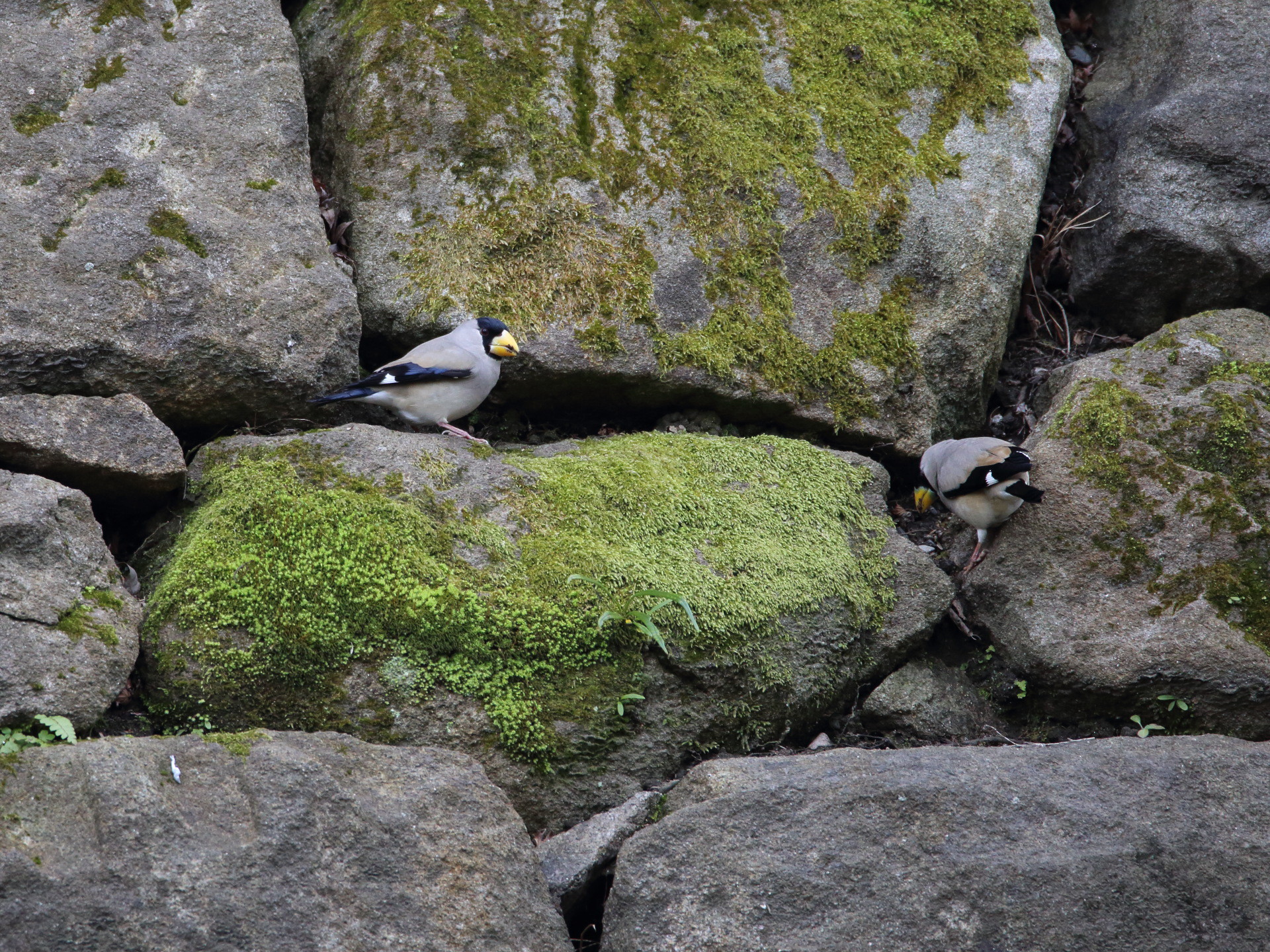 動物 鳥 ペンギン キョロちゃん7 壁紙19x1440 壁紙館