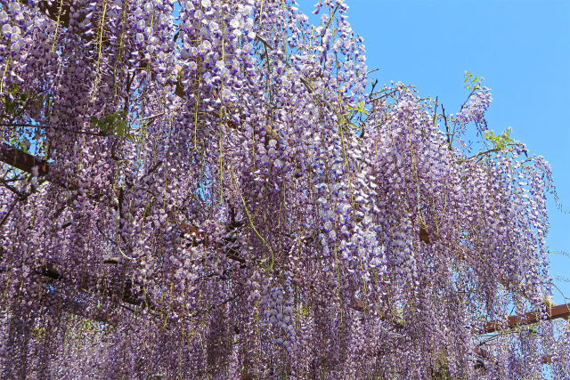 藤の花2/住雲寺