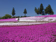 芝桜の絨毯