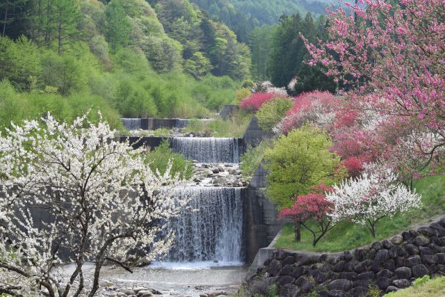 緑深まる花桃の里