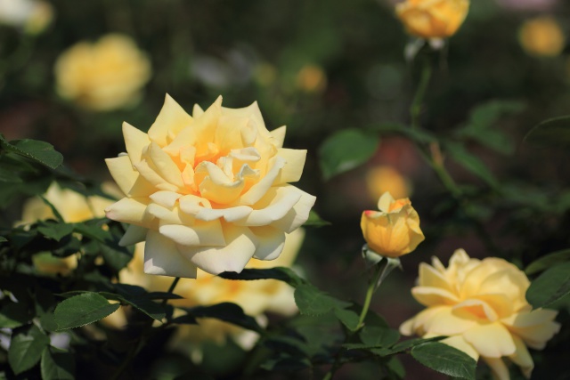 公園のバラの花