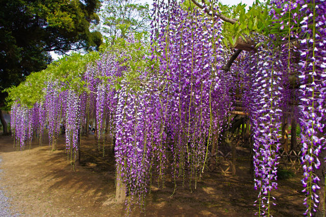 藤の花