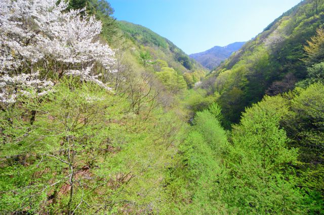 芽吹きの頃/奥山へ上昇中