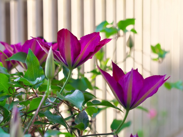 散歩道の花たち