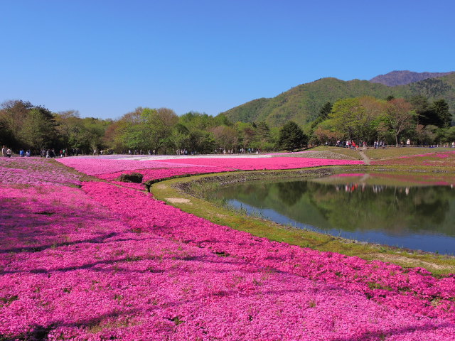 芝桜祭り