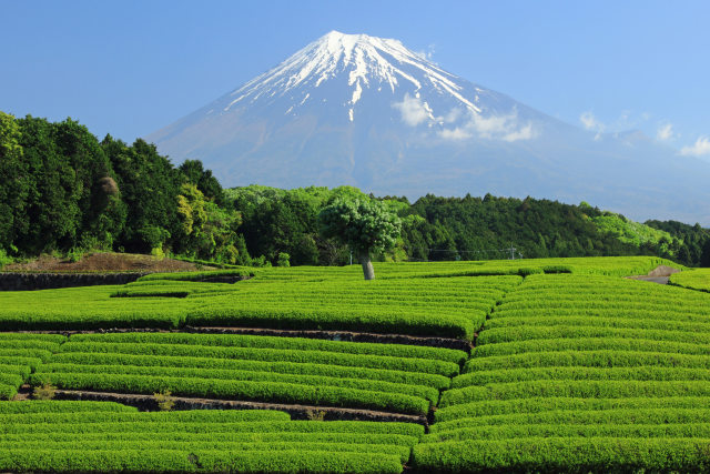 富士山と茶畑