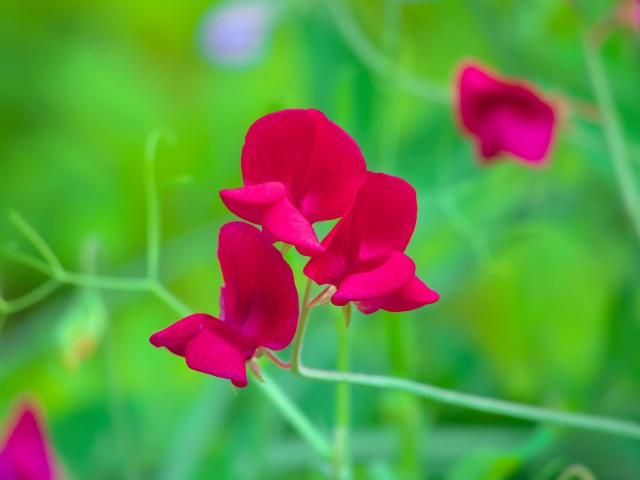 散歩道の花たち