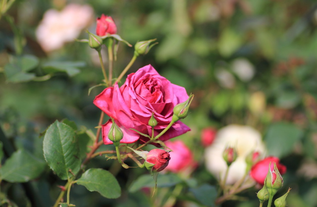 公園のバラの花