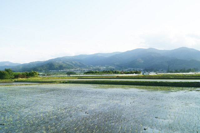 春の波田を一望