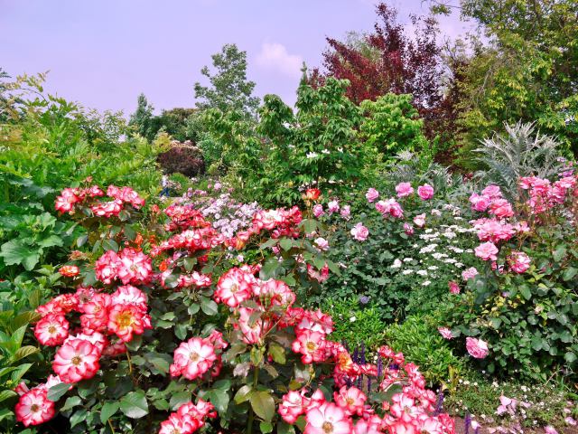 散歩道の花たち