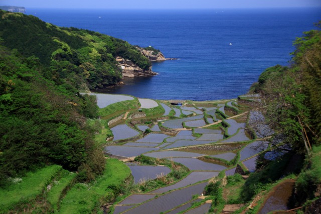 浜の浦棚田