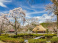 荘川の里の桜