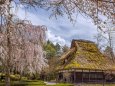 荘川の里の桜