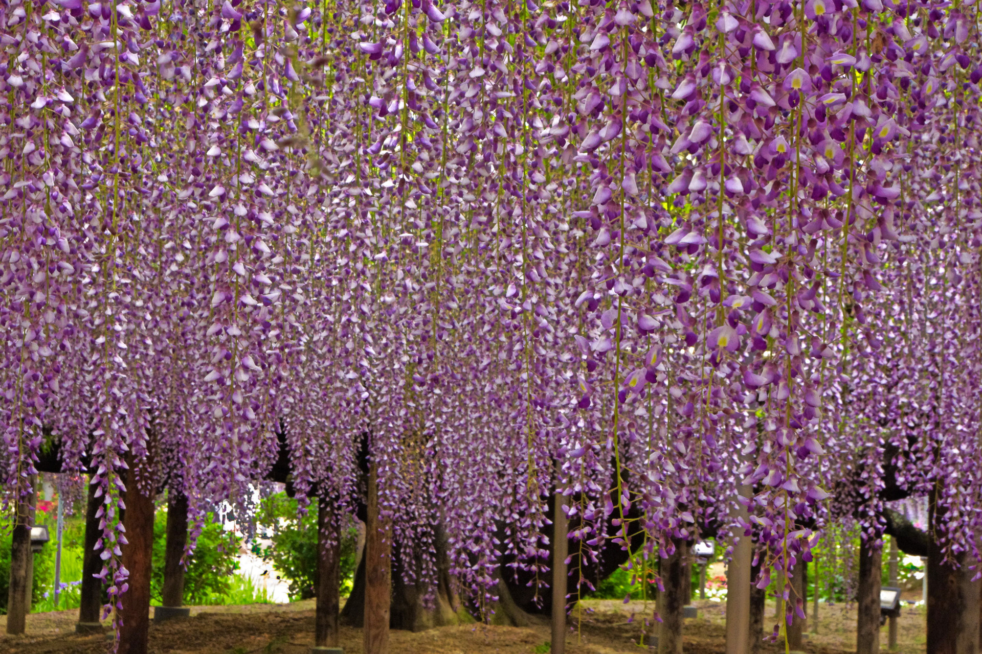 花 植物 足利の藤 壁紙19x1280 壁紙館