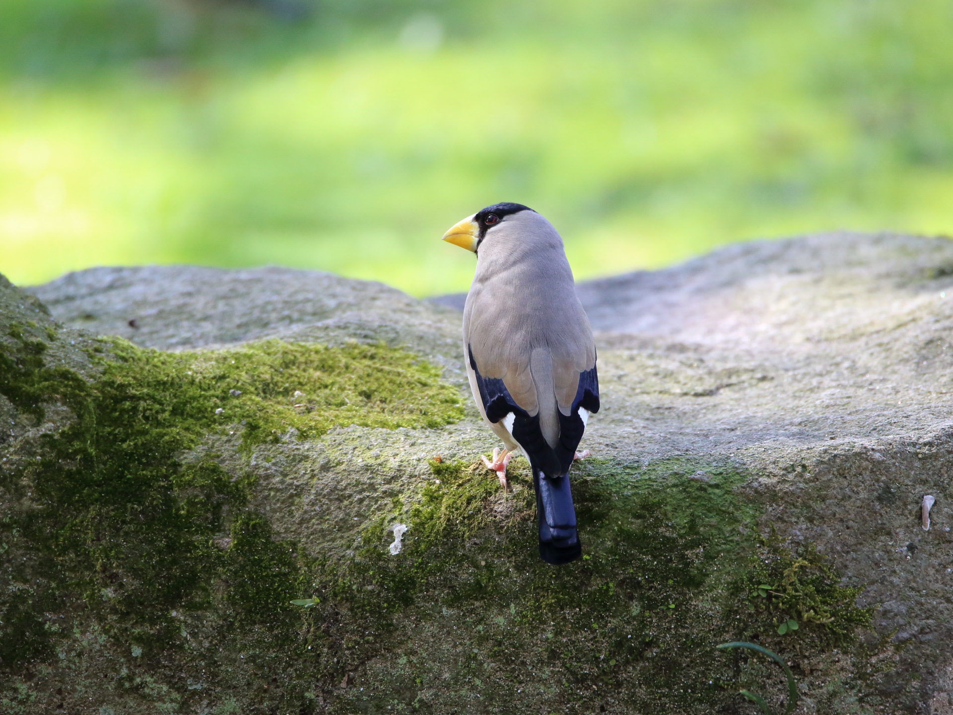 動物 鳥 ペンギン キョロちゃん8 壁紙19x1440 壁紙館