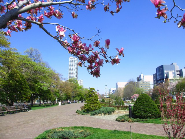 木蓮咲く大通公園