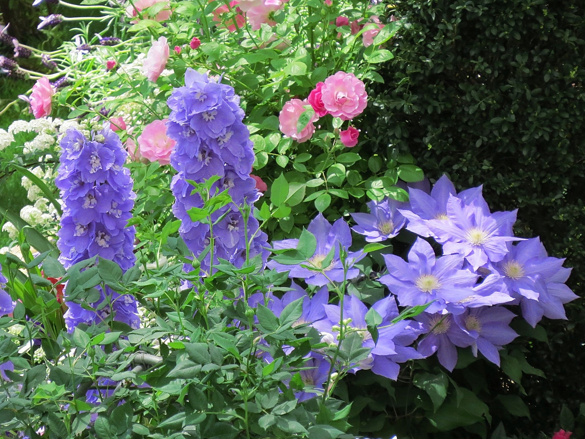 花 植物 初夏の花模様 壁紙19x1440 壁紙館