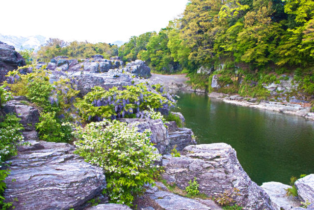 長瀞・岩畳に咲く藤