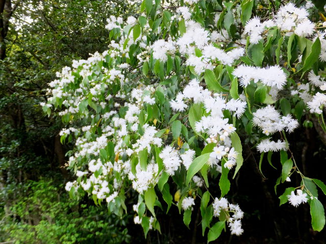 登山道に咲いていた花