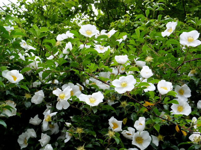 登山口の集落に咲いていた花