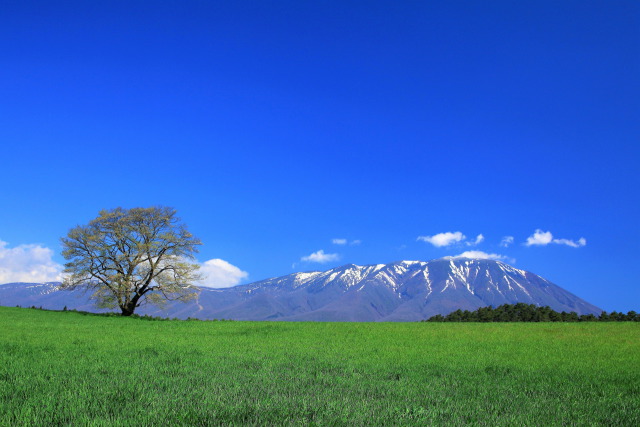 春の小岩井農場