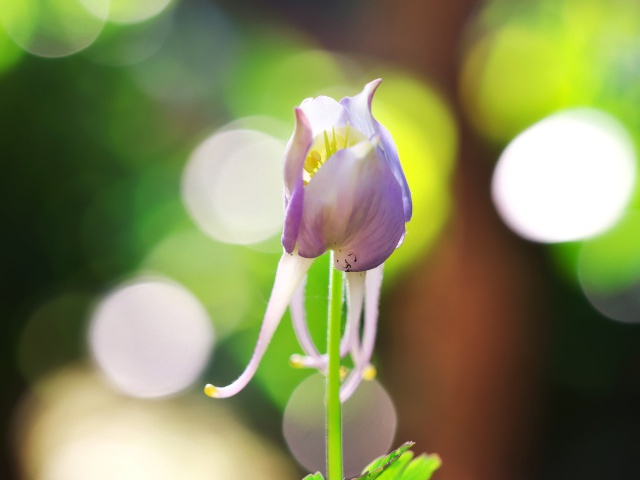 散歩道の花たち