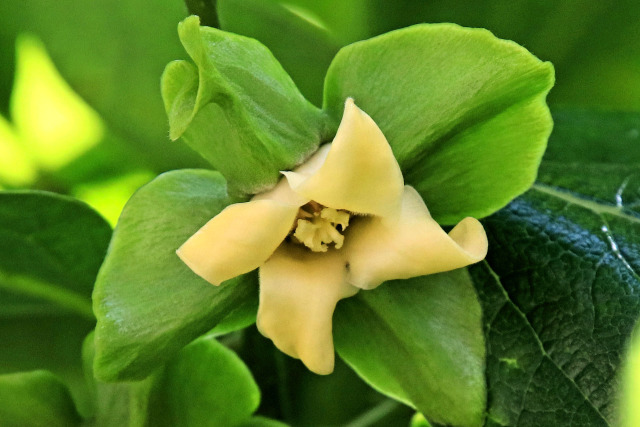 カキの花