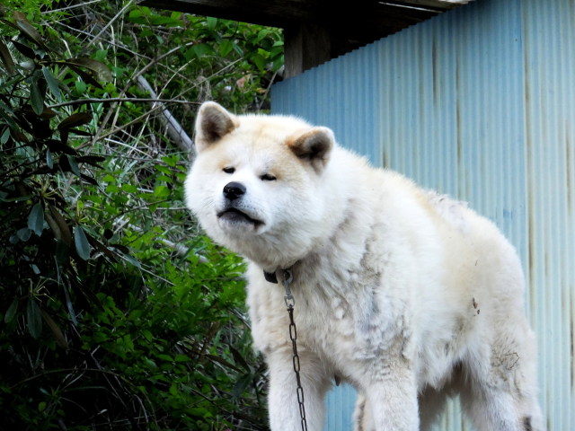 旅の途中で、 わさお君 だ！? 