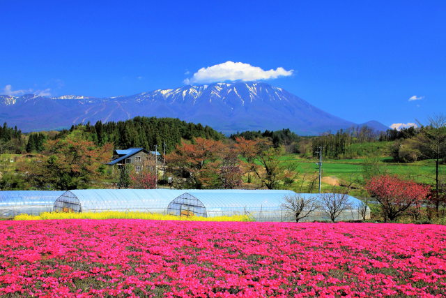 芝桜の丘から