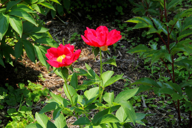 長居植物園・芍薬・#2