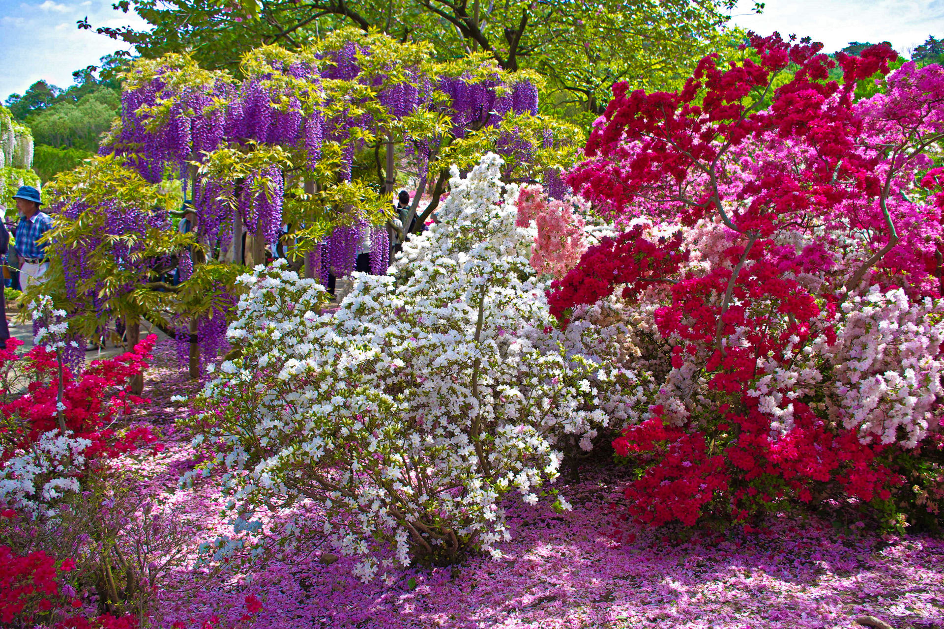 花 植物 藤とつつじ 壁紙19x1280 壁紙館