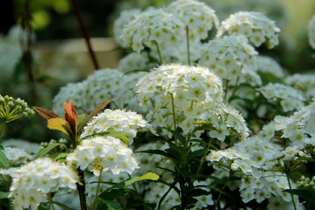 長居植物園・小手毬