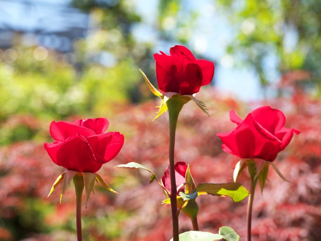 バラの花