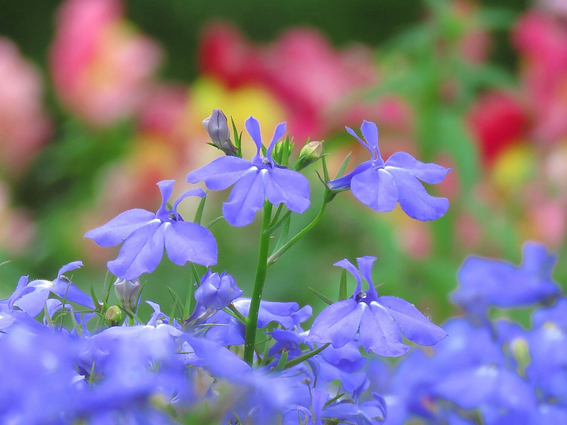 花 植物 淡いブルーのロベリア 壁紙19x1440 壁紙館