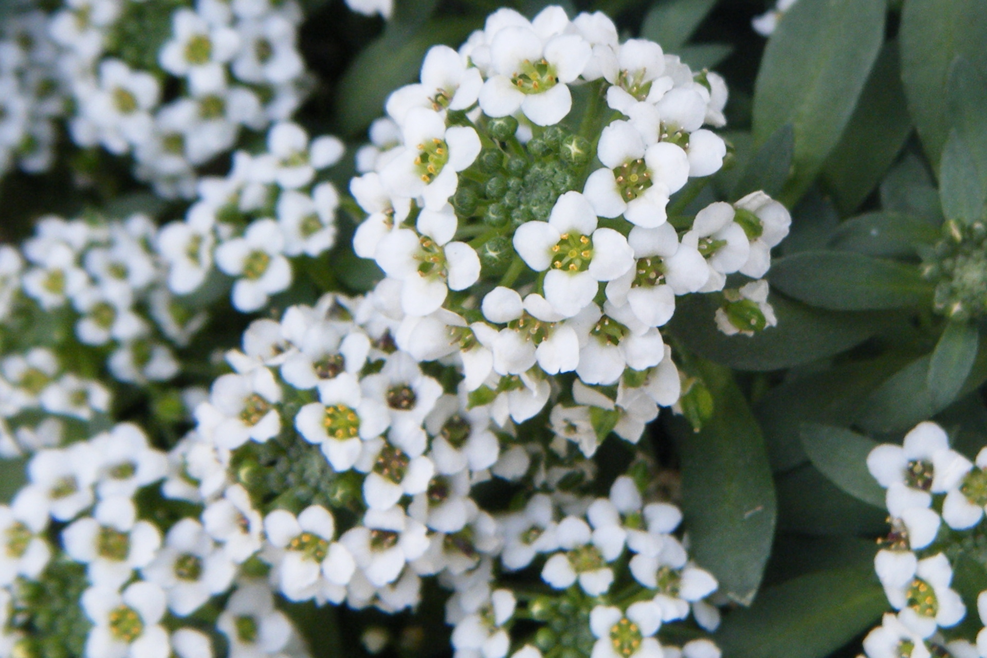 花 植物 初夏は白い花が美しい 壁紙19x1280 壁紙館